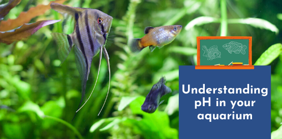 Fish Learning Fridays | Understanding pH in your aquarium